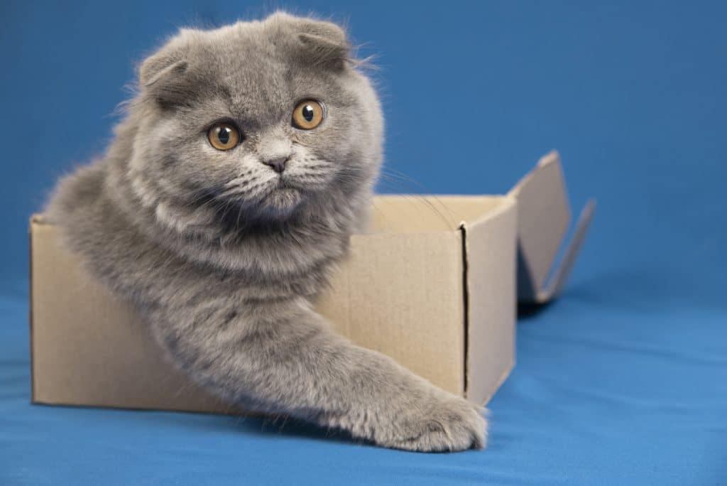 Povestea pisicuței livrate într-o comandă online de încălțăminte