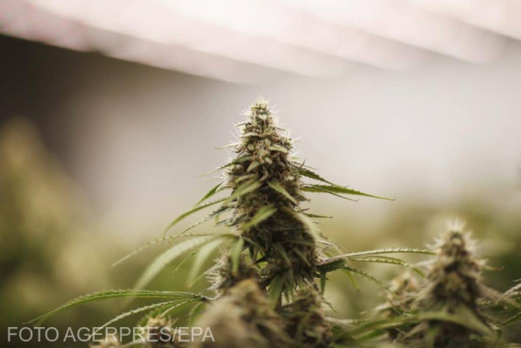 România pornește războaie împotriva consumatorilor de marijuana. SUA, aproape de a reclasifica drogul într-o categorie mai ușoară