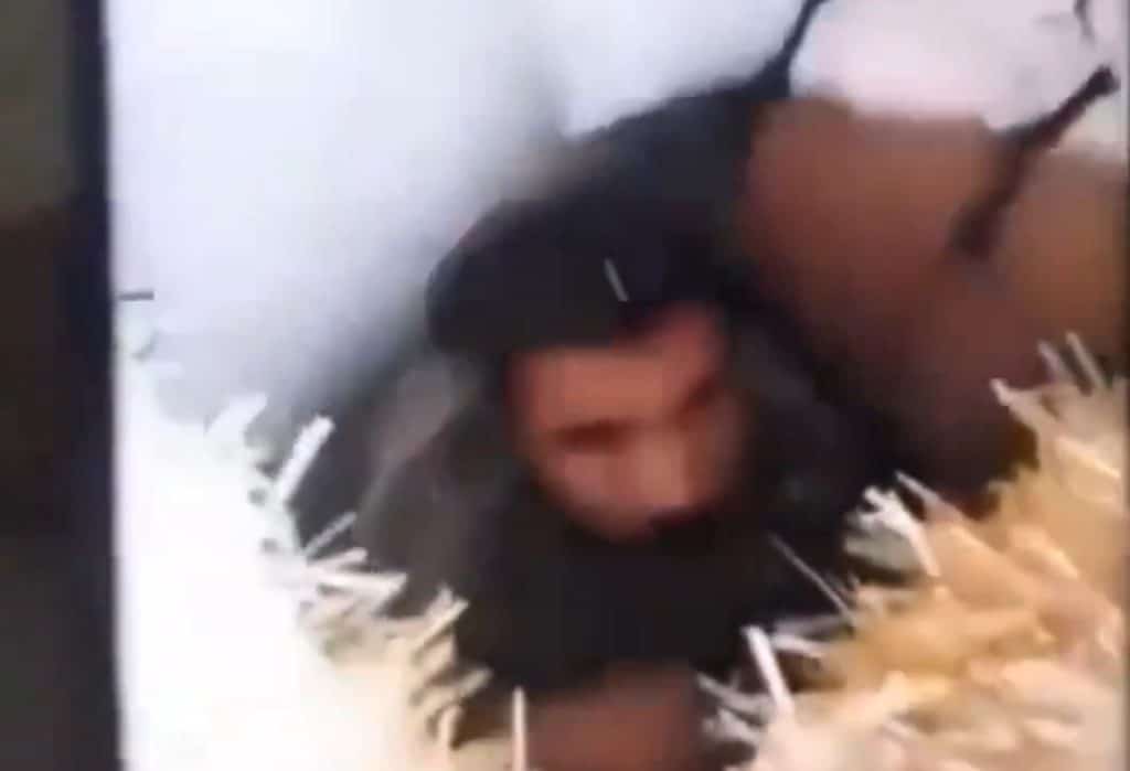 Bărbat dispărut în urmă cu aproximativ 26 de ani, găsit în pivnița vecinului la 200 de metri de locul unde a crescut. De ce nu a putut să ceară ajutor