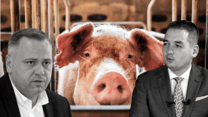 Eșec al ANSVSA în combaterea Pestei Porcine Africane, la porcii domestici – 60m.ro