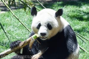 Cuplu de panda gigant din China, primit la grădina zoologică din Madrid. Fosta regină Sofia a fost gazda ceremoniei de prezentare – FOTO