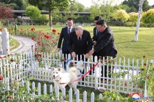 Președintele Kim Jong-Un, cadou pentru liderul rus Vladimir Putin: O pereche de câini din rasa locală Pungsan