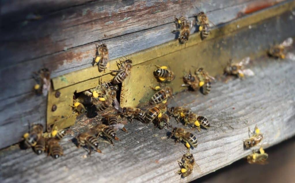 Cercetătorii au descoperit cum ar putea ajuta albinele familiile afectate de război din Ucraina