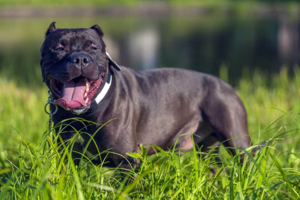 Țara care interzice câinii din rasa American Bully XL. Atacurile, din ce în ce mai dese