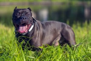 Țara care interzice câinii din rasa American Bully XL. Atacurile, din ce în ce mai dese