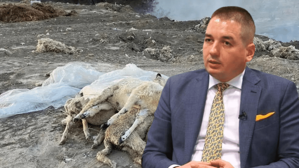 Fermier: Vrem ca ANSVSA să izoleze în regim de urgență focarul de pestă a micilor rumegătoare, dacă el există – 60m.ro