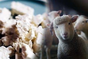 Totul până la feta: Grecii nu se lasă învinși de pesta micilor rumegătoare despre care se crede că a venit din România