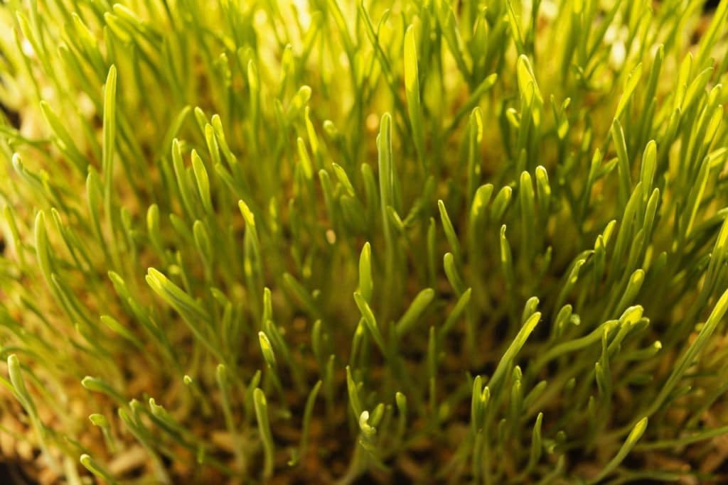 Plantă marină veche de peste 1.400 de ani, descoperită în Finlanda. Ce ar putea urma acum. Specia, pe cale de dispariție