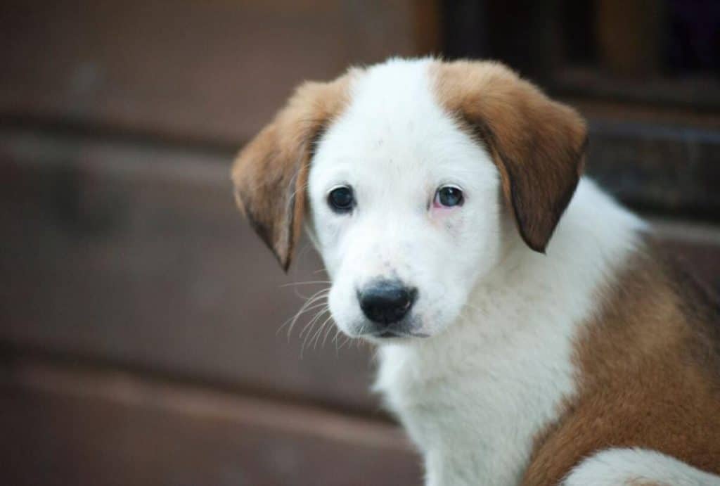 Primul stat care vrea să elimine complet eutanasia animală. „No kill nation” până în 2050
