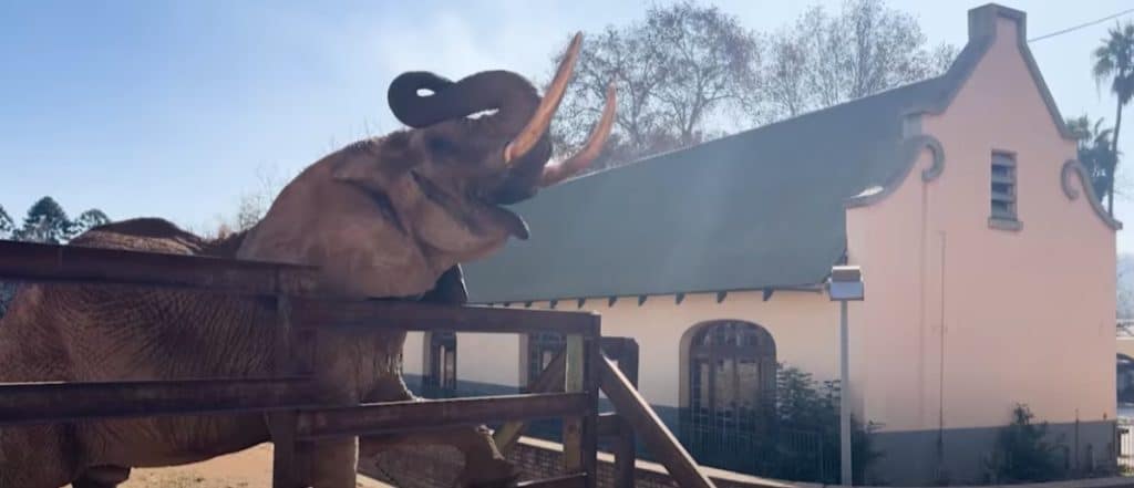 Charlie, ultimul elefant din grădina zoologică națională a Africii de Sud, eliberat după 40 de ani de captivitate