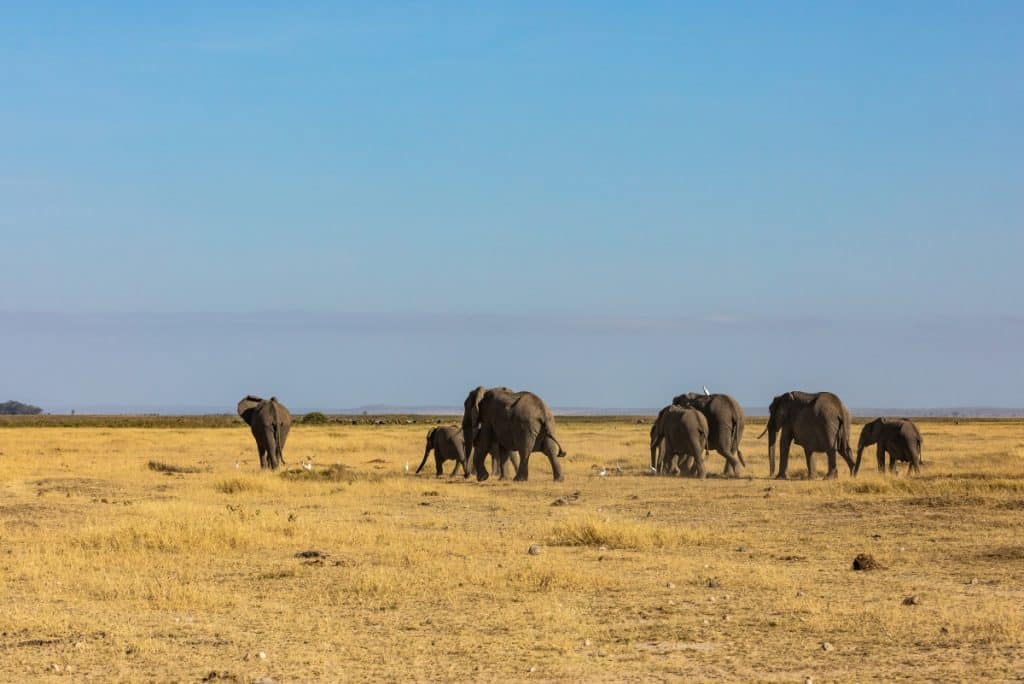 Seceta din Africa de Sud duce la măsuri drastice. Peste 720 de animale sălbatice, sacrificate pentru hrană. 84% din rezervele alimentare ale Namibiei, epuizate