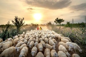 Noi focare de febră catrală în Belgia: „Animalele au început să se îmbolnăvească una dupa alta, să saliveze, să slăbească, să şchiopăteze…”