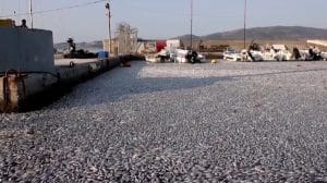 Mii de pești morți au acoperit un port turistic din Grecia