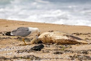 Destinul faunei acvatice, la răscruce. Efectele poluării și creșterii temperaturii apelor