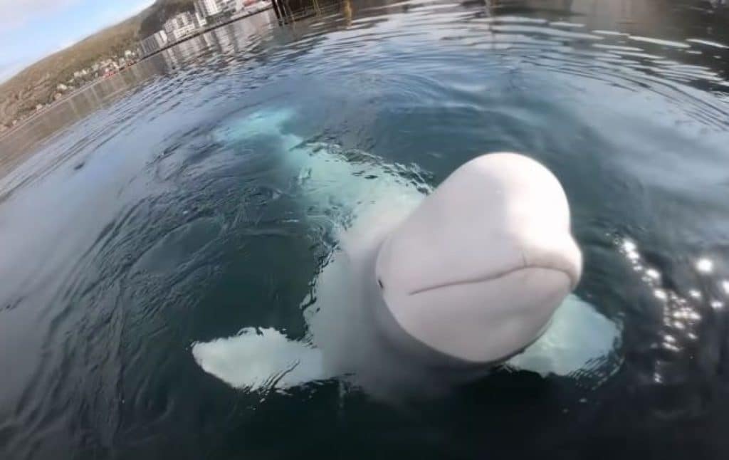 Beluga-spion a Rusiei botezată după Vladimir Putin a fost găsită moartă