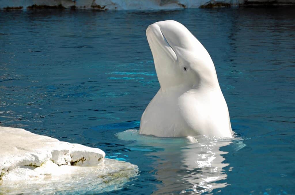 Beluga numită după Putin, presupusă a fi „spion” rus, a fost împușcată. Ce spun grupurile pentru drepturile animalelor