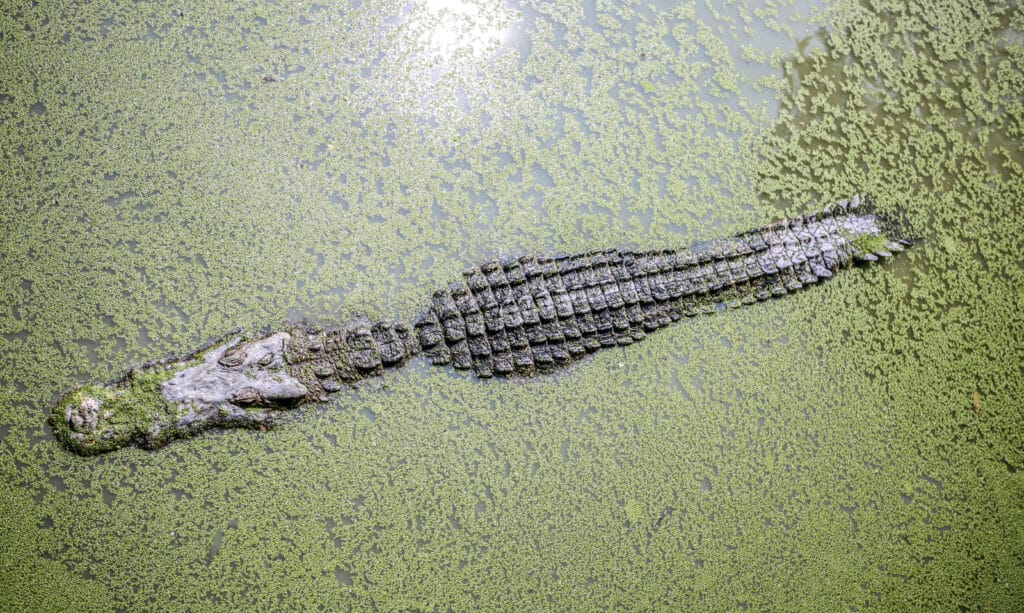 Fosile rare de crocodil marin, descoperite în Peru. Starea de conservare este remarcabilă