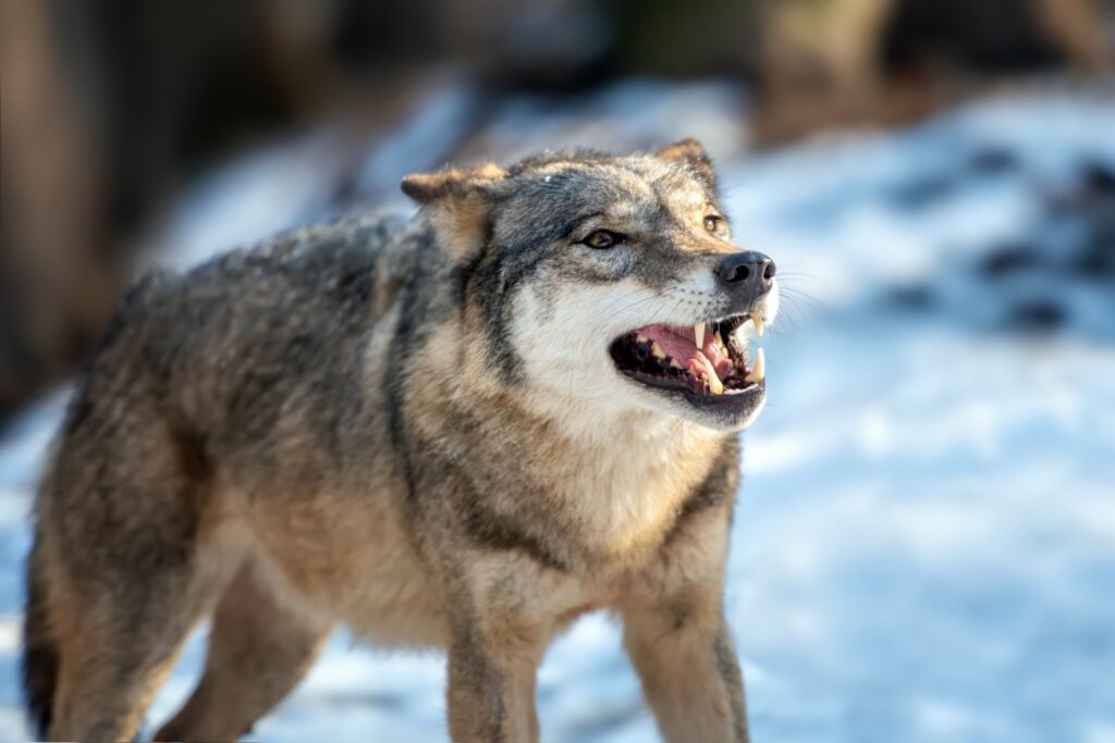 Lupii își vor pierde statutul de animale „strict protejate” în Europa
