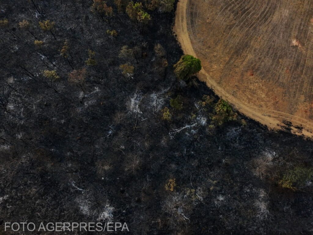 Incendii cât o țară. Regiunea amazoniană, sub asediu — concluzii ale WWF
