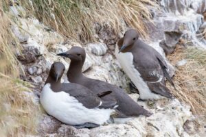 Semnal de alarmă! Milioane de păsări marine ar fi murit în urma unui singur val de căldură