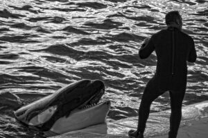 Activistul canadian, Paul Watson, ”apărătorul balenelor”, eliberat din închisoare