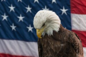 Vulturul cu cap alb, oficial pasărea națională a Statelor Unite ale Americii, după 250 de ani