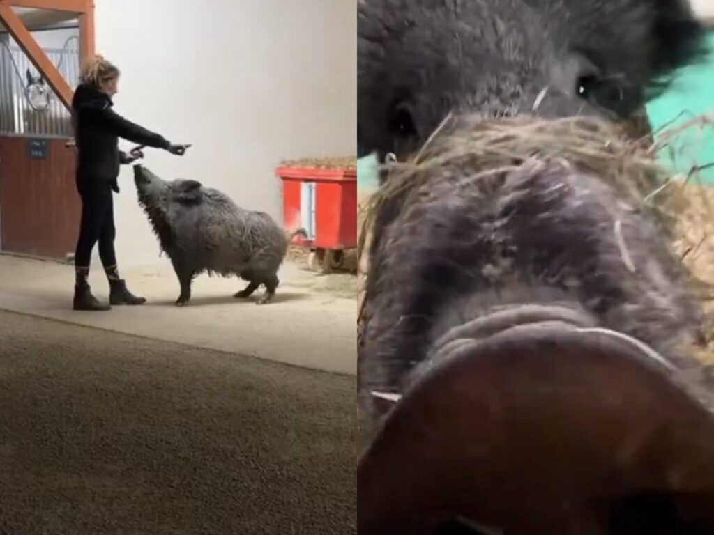 Povestea mistreței Rillette a făcut înconjurul lumii. O instanță a salvat-o de la moarte – VIDEO