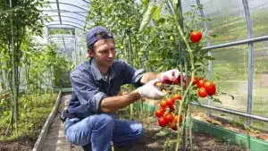 „Prima Seră”: Fermierii din România ar putea beneficia de finanțări nerambursabile de până la 200.000 de euro – 60m.ro