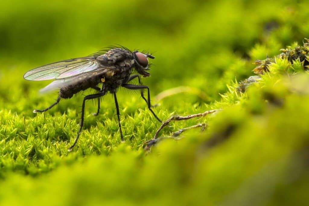 O maladie tropicală extrem de periculoasă, transmisă de musca-țețe, nu mai îngrijorează medicii din Guineea