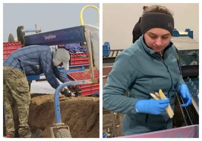 Tinerii români, ”transformați în sclavi pe plantațiile lui Macron și ale Ursulei” – 60m.ro