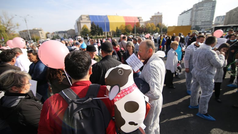 Medicii veterinari au protestat în Piaţa Victoriei, faţă de reducerea finanţării serviciilor sanitar-veterinare – 60m.ro