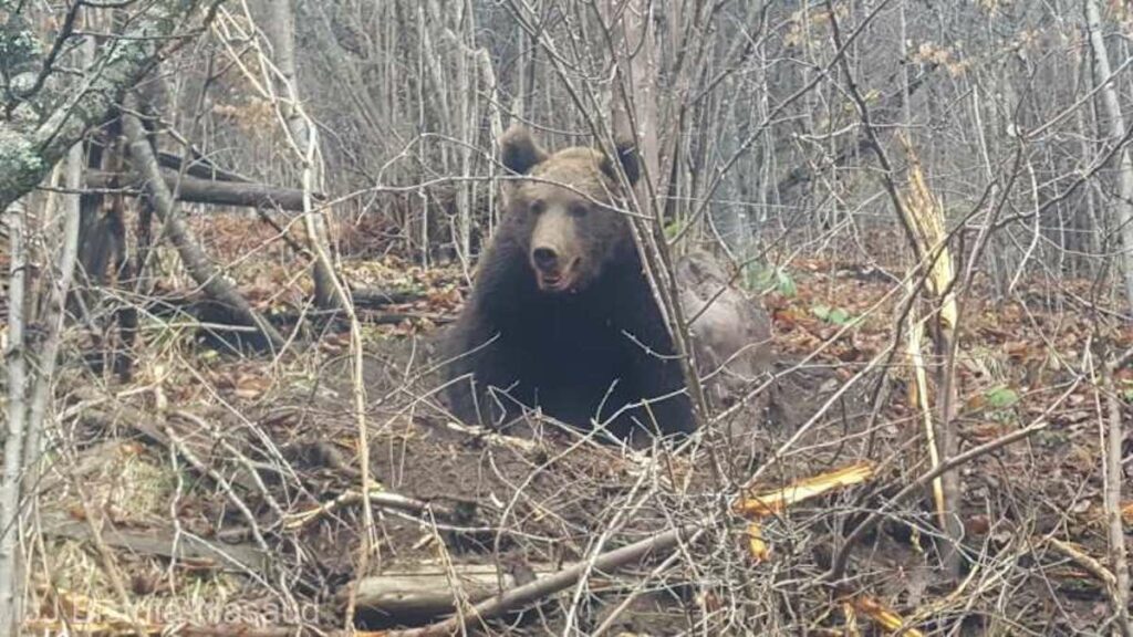 După ani de zile cu mari probleme, Guvernul începe să facă ceva împotriva urșilor: Începe instalarea gardurilor electrice – 60m.ro
